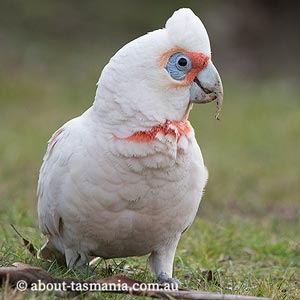 Long-billed Corella