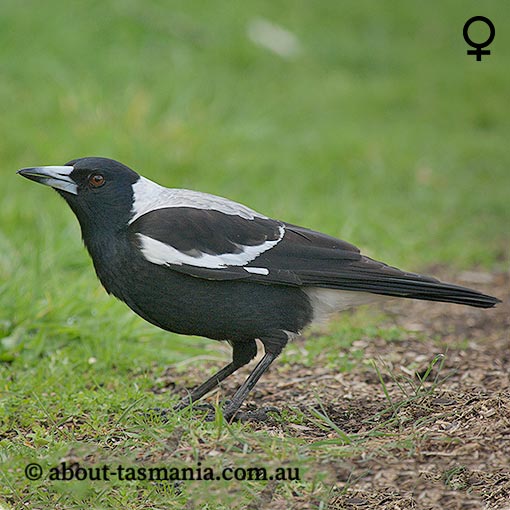 Australian magpie, Gymnorhina tibicen, Tasmania