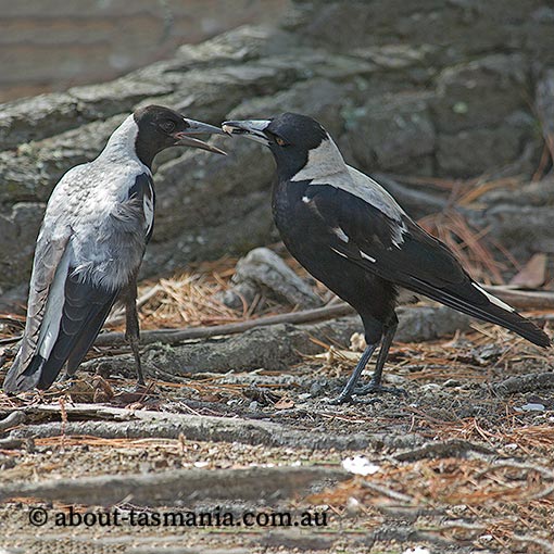 Australian magpie, Gymnorhina tibicen, Tasmania
