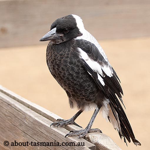 Australian magpie, Gymnorhina tibicen, Tasmania