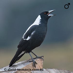 Australian Magpie