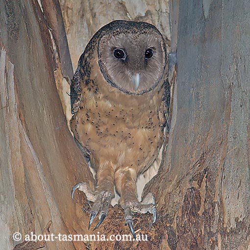 Tasmanian Masked Owl, Tyto novaehollandiae castanops, Tasmania