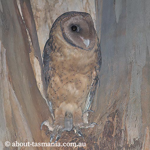 Tasmanian Masked Owl, Tyto novaehollandiae castanops, Tasmania