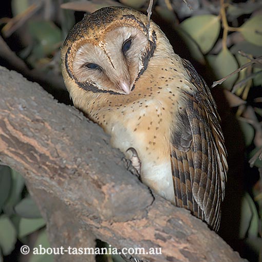 Tasmanian Masked Owl, Tyto novaehollandiae castanops, Tasmania