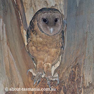 Masked Owl