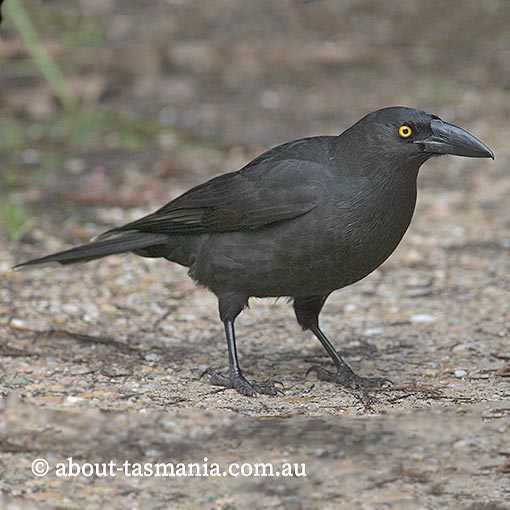 Black Currawong, Strepera fuliginosa, Tasmania