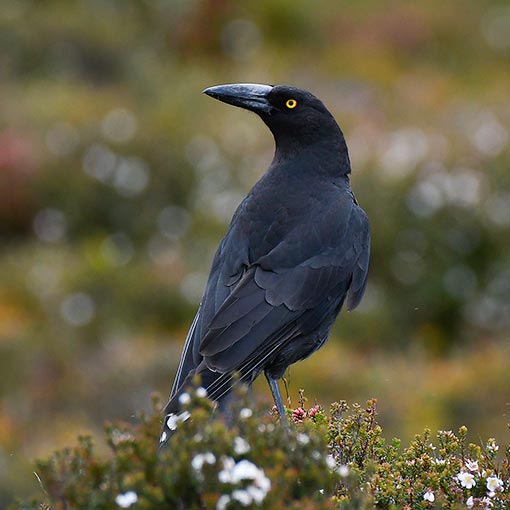Black Currawong, Strepera fuliginosa, Tasmania