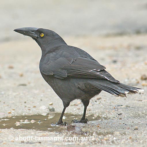 Black Currawong, Strepera fuliginosa, Tasmania
