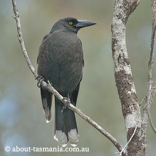 Black Currawong, Strepera fuliginosa, Tasmania