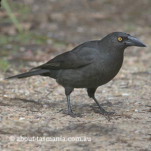 Black Currawong