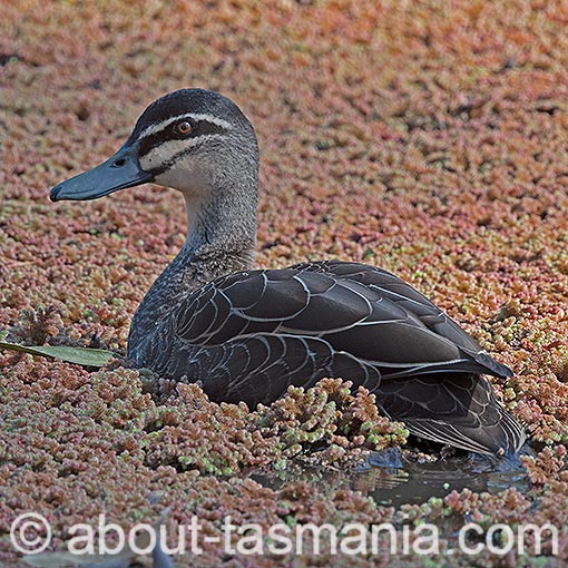 Pacific Black Duck, Anas superciliosa, Tasmania