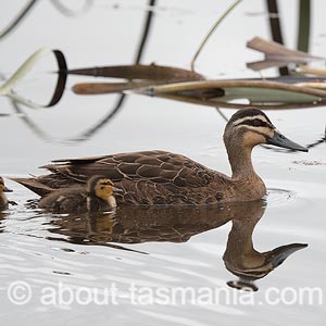 Pacific Black Duck