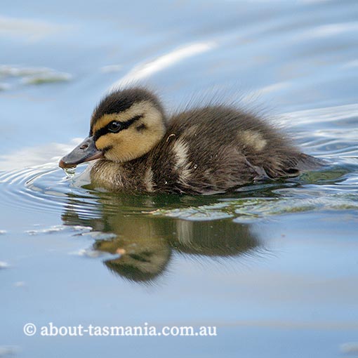 Pacific Black Duck, Anas superciliosa, Tasmania