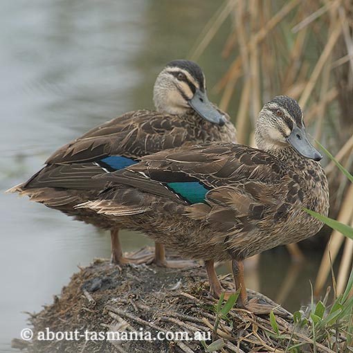 Pacific Black Duck, Anas superciliosa, Tasmania