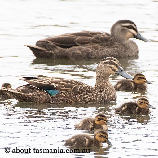 Pacific Black Duck, Anas superciliosa, Tasmania