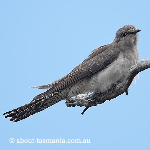 Pallid Cuckoo, Heteroscenes pallidus, Tasmania