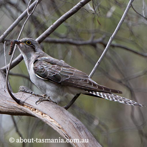 Pallid Cuckoo, Heteroscenes pallidus, Tasmania