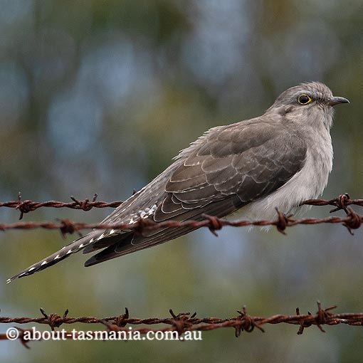 Pallid Cuckoo, Heteroscenes pallidus, Tasmania