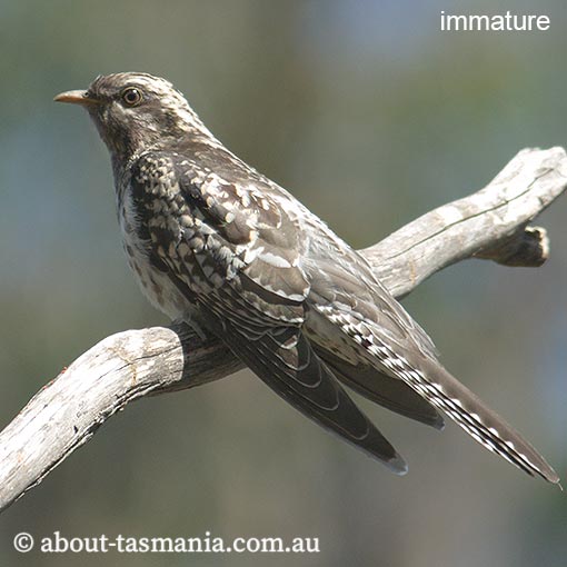 Pallid Cuckoo, Heteroscenes pallidus, Tasmania