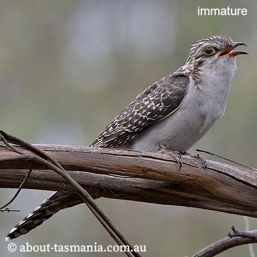 Pallid Cuckoo, Heteroscenes pallidus, Tasmania