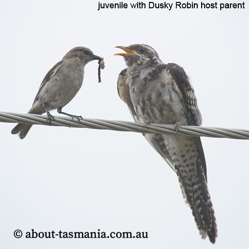 Pallid Cuckoo, Heteroscenes pallidus, Tasmania