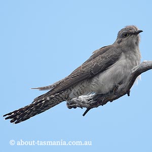 Pallid Cuckoo