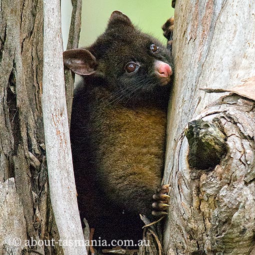Common Brushtail Possum, Trichosurus vulpecula, Tasmania