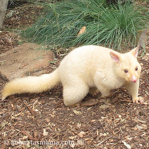 Common Brushtail Possum, Trichosurus vulpecula, Tasmania