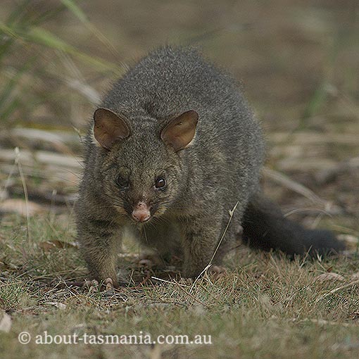 Brushtail Possum, Tasmania