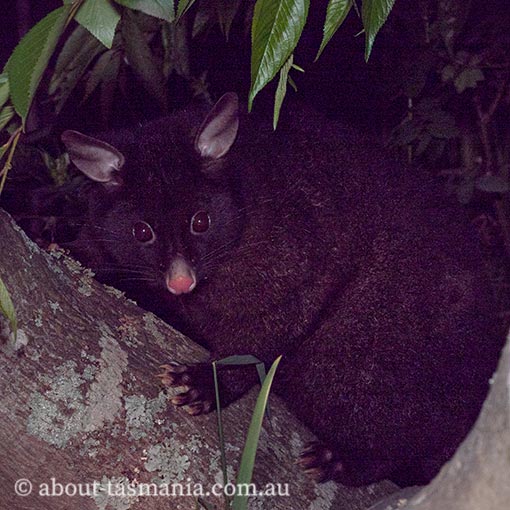 Brushtail Possum, Tasmania