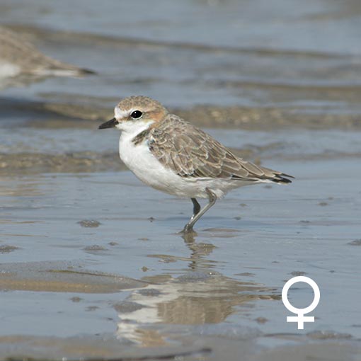 Red-capped Plover, Charadrius ruficapillus, Tasmania