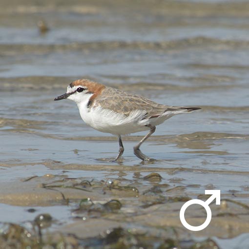 Red-capped Plover, Charadrius ruficapillus, Tasmania
