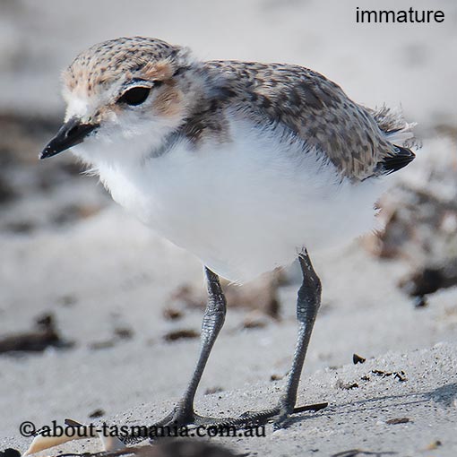 Red-capped Plover, Charadrius ruficapillus, Tasmania
