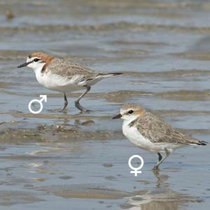 Red-capped Plover