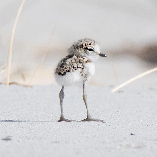 Red-capped Plover, Charadrius ruficapillus, Tasmania