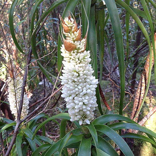 Richea dracophylla, Pineapple Candleheath, Tasmania