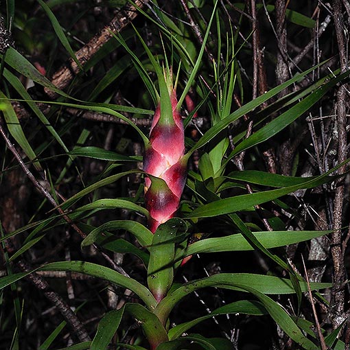 Richea dracophylla, Pineapple Candleheath, Tasmania
