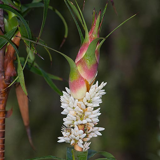 Richea dracophylla, Pineapple Candleheath, Tasmania