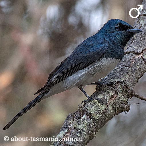 Satin Flycatcher, Myiagra cyanoleuca, Tasmania