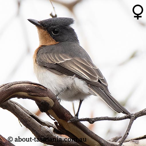 Satin Flycatcher, Myiagra cyanoleuca, Tasmania