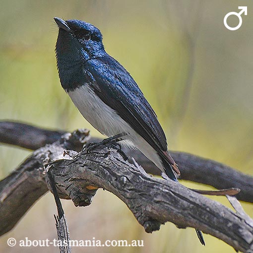 Satin Flycatcher, Myiagra cyanoleuca, Tasmania