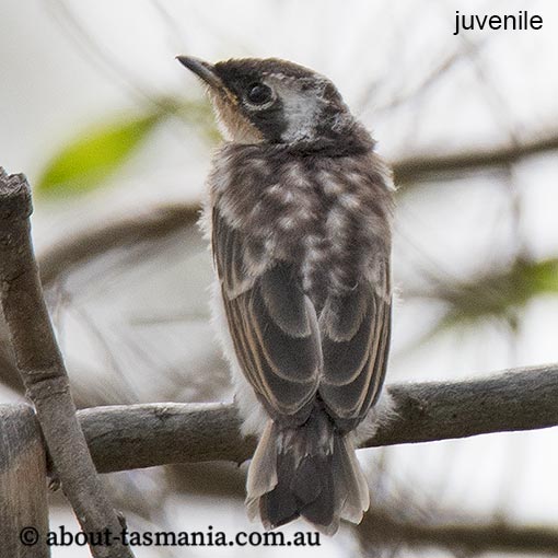 Satin Flycatcher, Myiagra cyanoleuca, Tasmania