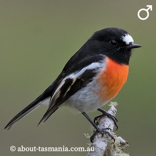 Scarlet Robin, Petroica boodang, Tasmania