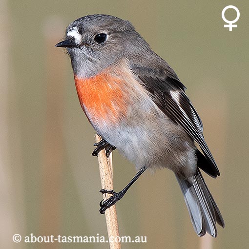 Scarlet Robin, Petroica boodang, Tasmania
