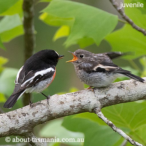 Scarlet Robin, Petroica boodang, Tasmania