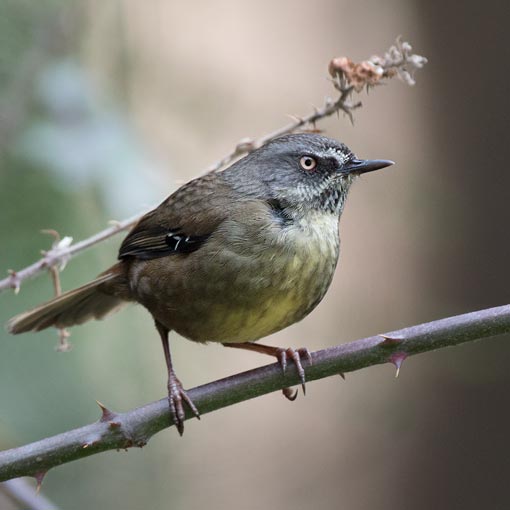 Tasmanian Scrubwren, Sericornis humilis, Tasmania