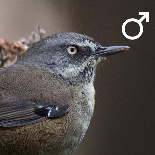 Tasmanian Scrubwren, Sericornis humilis, Tasmania