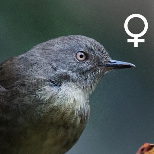 Tasmanian Scrubwren, Sericornis humilis, Tasmania