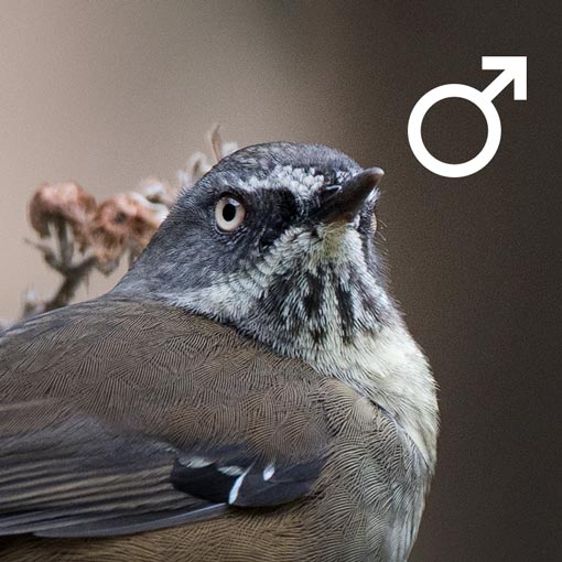 Tasmanian Scrubwren, Sericornis humilis, Tasmania