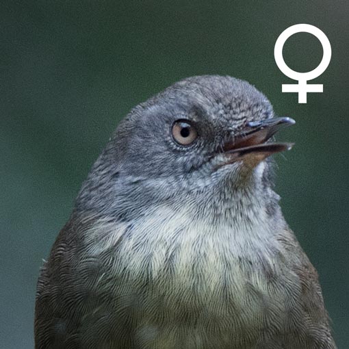 Tasmanian Scrubwren, Sericornis humilis, Tasmania